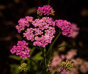 pink-yarrow-3506557_960_720.jpg