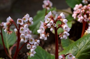 bergenia-4105455_960_720.jpg